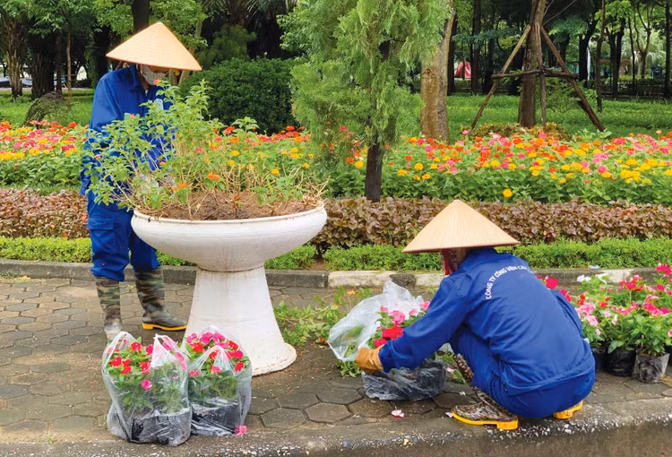Nhiều gói thầu cung cấp dịch vụ trồng, chăm sóc cây xanh, vệ sinh công nghiệp, giặt ủi đưa ra yêu cầu không phù hợp đối với nhân sự chủ chốt. Ảnh: Lê Tiên